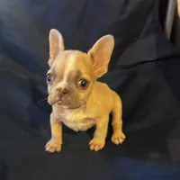 Micro nevins, a male French Bulldog for sale in Sedalia, MO – 2 of 5