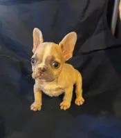 Micro nevins, a male French Bulldog for sale in Sedalia, MO – Photo 2 of 5