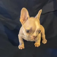 Micro nevins, a male French Bulldog for sale in Sedalia, MO – 4 of 5