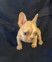 Micro nevins, a male French Bulldog for sale in Sedalia, MO – Photo 4 of 5