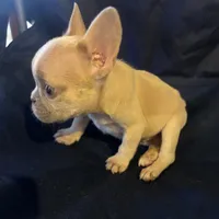 Micro nevins, a male French Bulldog for sale in Sedalia, MO – 5 of 5