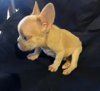 Micro nevins, a male French Bulldog for sale in Sedalia, MO – Photo 5 of 5