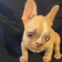 Micro nevins, a male French Bulldog for sale in Sedalia, MO – 3 of 5