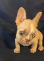 Micro nevins, a male French Bulldog for sale in Sedalia, MO – Photo 3 of 5