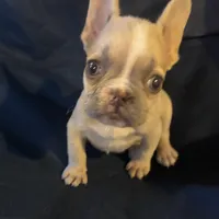 Micro nevins, a male French Bulldog for sale in Sedalia, MO – 1 of 5