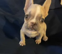 Micro nevins, a male French Bulldog for sale in Sedalia, MO – Photo 1 of 5