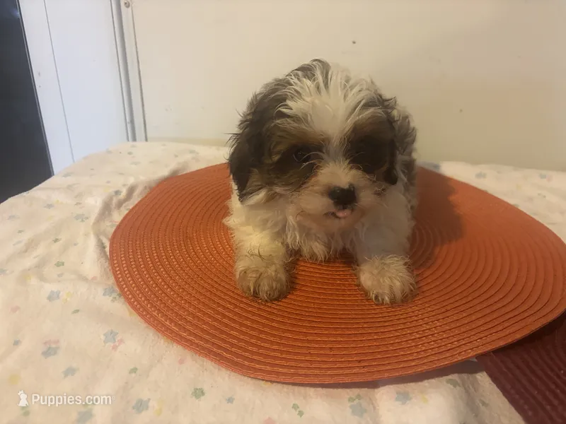 Harry – Shihpoo puppy for sale in Sedalia, MO