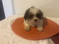 Harry, a male Shihpoo for sale in Sedalia, MO – 1 of 2