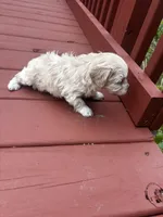 Carson, a male Cavapoo for sale in Sedalia, MO – Photo 2 of 3