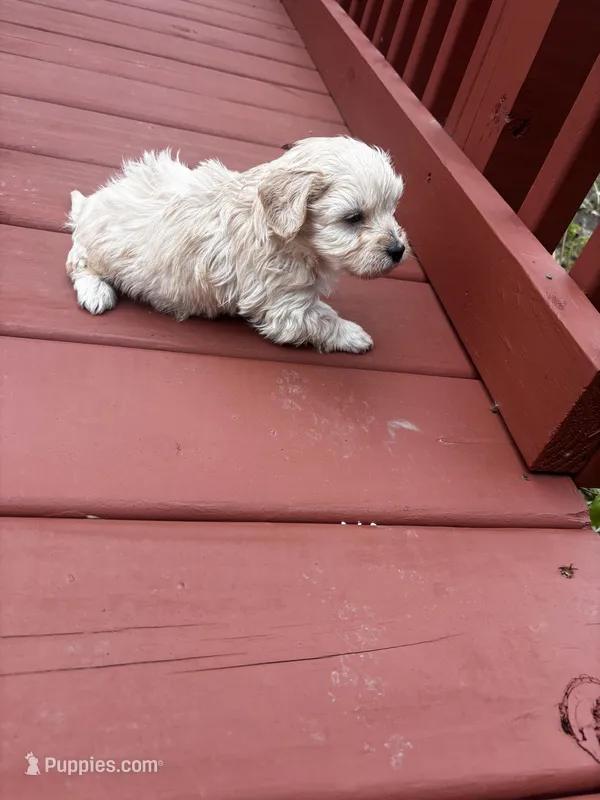 Carson – Cavapoo puppy for sale in Sedalia, MO