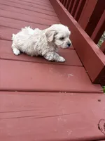 Carson, a male Cavapoo for sale in Sedalia, MO – Photo 1 of 3