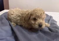 Carson, a male Cavapoo for sale in Sedalia, MO – 2 of 3