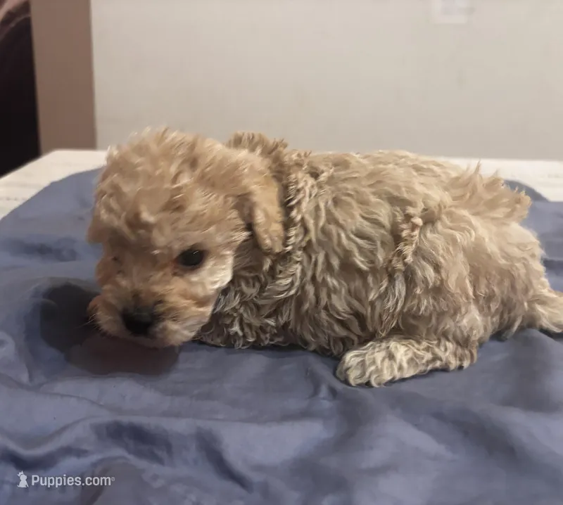 Carson – Cavapoo puppy for sale in Sedalia, MO