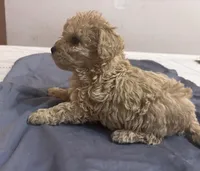 Carson, a male Cavapoo for sale in Sedalia, MO – 3 of 3