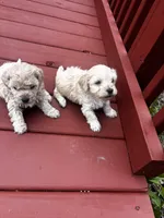 Carson, a male Cavapoo for sale in Sedalia, MO – Photo 3 of 3