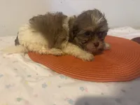 Holland, a male Shihpoo for sale in Sedalia, MO – 2 of 4