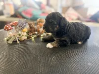 Angus, a male Miniature Aussiedoodle for sale in Sedalia, MO – 3 of 4