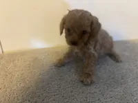 Cane , a male Cavapoo for sale in Sedalia, MO – 2 of 2