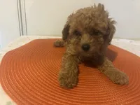 Red pepper , a male Poodle - Miniature  for sale in Sedalia, MO – 3 of 4