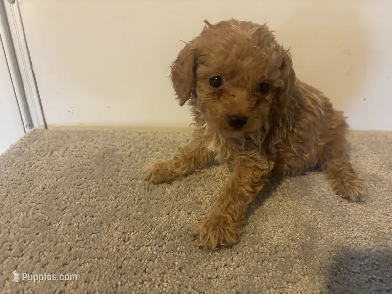 Cane  – Cavapoo puppy for sale in Sedalia, MO