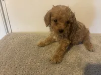 Cane , a male Cavapoo for sale in Sedalia, MO – 1 of 2