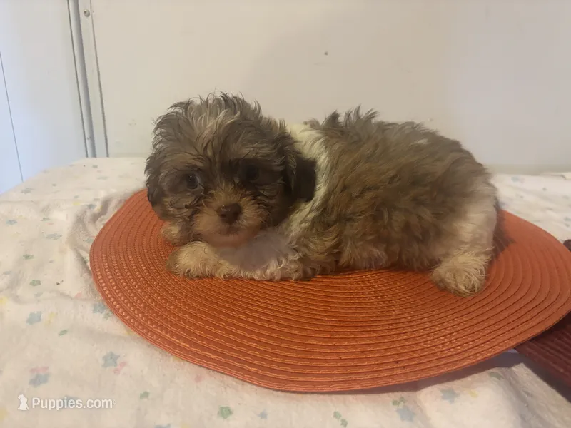 Holland – Shihpoo puppy for sale in Sedalia, MO