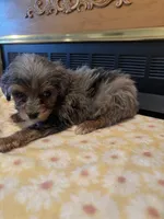 Aaron, a male Miniature Aussiedoodle for sale in Sedalia, MO – 1 of 5
