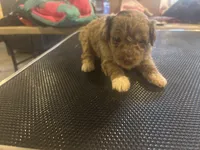 Arlo, a male Miniature Aussiedoodle for sale in Sedalia, MO – 3 of 4