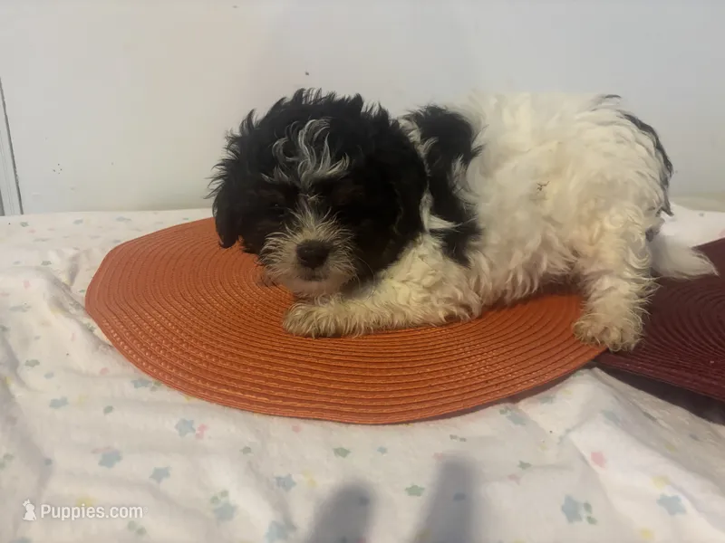 Sherman  – Shihpoo puppy for sale in Sedalia, MO
