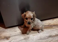 Connie, a male Cavapoo for sale in Sedalia, MO – 4 of 4