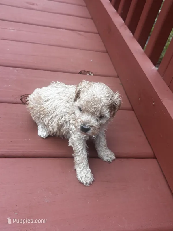 Connie – Cavapoo puppy for sale in Sedalia, MO