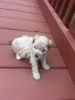 Connie, a male Cavapoo for sale in Sedalia, MO – Photo 1 of 4