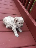 Connie, a male Cavapoo for sale in Sedalia, MO – Photo 4 of 4