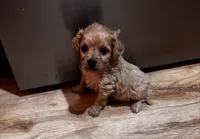 Connie, a male Cavapoo for sale in Sedalia, MO – 2 of 4