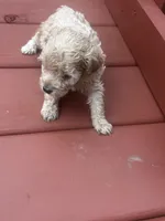 Connie, a male Cavapoo for sale in Sedalia, MO – Photo 3 of 4