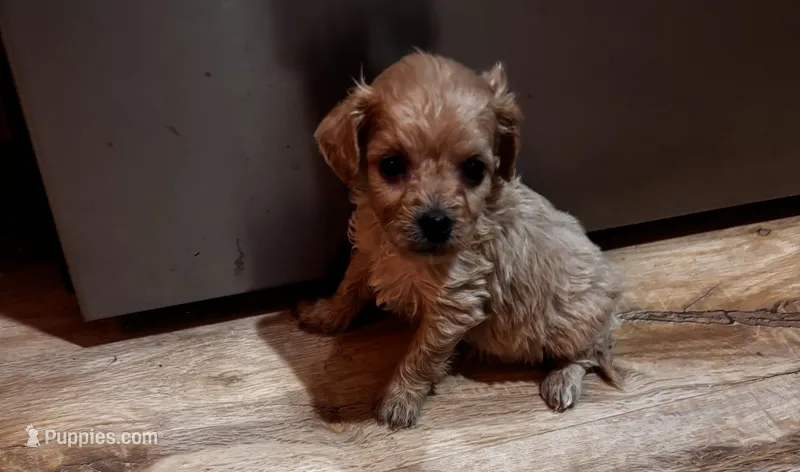 Connie – Cavapoo puppy on hold in Sedalia, MO