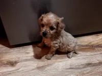 Connie, a male Cavapoo for sale in Sedalia, MO – 3 of 4