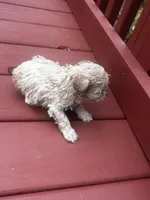 Connie, a male Cavapoo for sale in Sedalia, MO – Photo 2 of 4