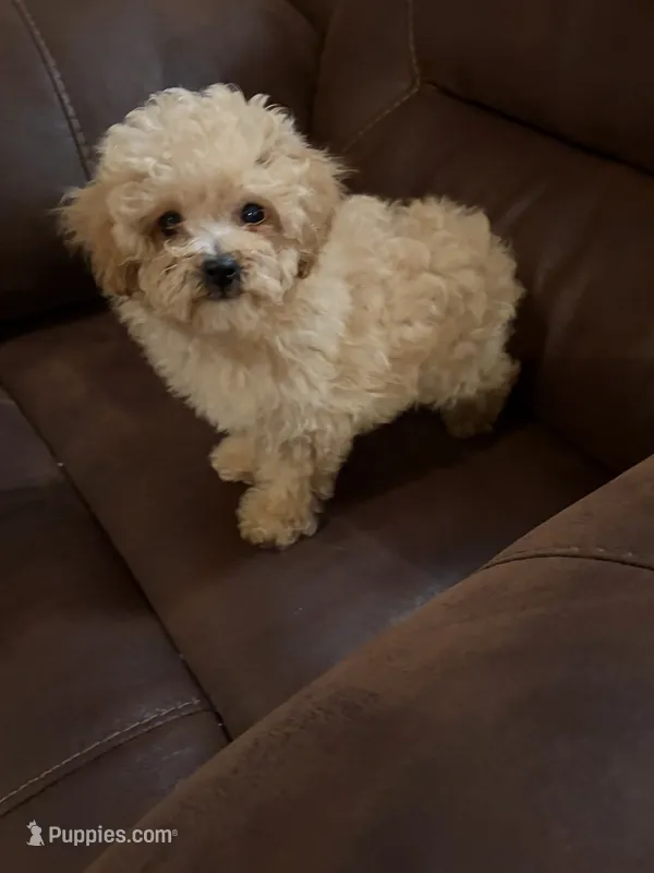 Pierre – Poodle - Toy  puppy for sale in Sedalia, MO