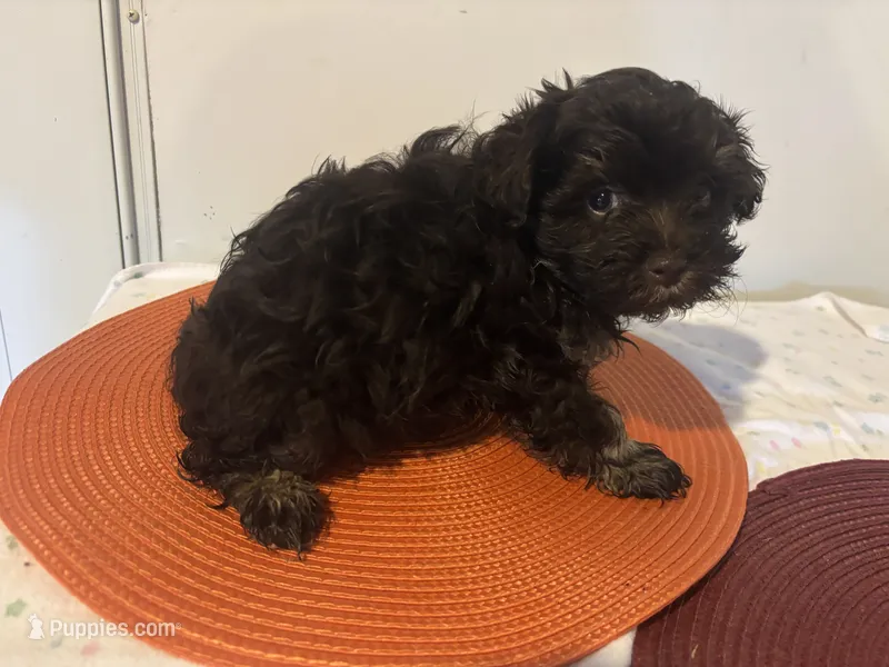 Harper – Havapoo puppy for sale in Sedalia, MO
