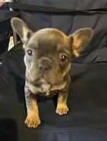 Blue belle, a female French Bulldog for sale in Sedalia, MO – Photo 5 of 5