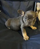 Blue belle, a female French Bulldog for sale in Sedalia, MO – Photo 4 of 5