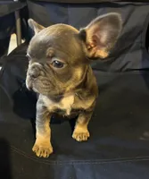 Blue belle, a female French Bulldog for sale in Sedalia, MO – Photo 3 of 5