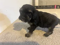 Cole, a male Cavapoo for sale in Sedalia, MO – 4 of 4