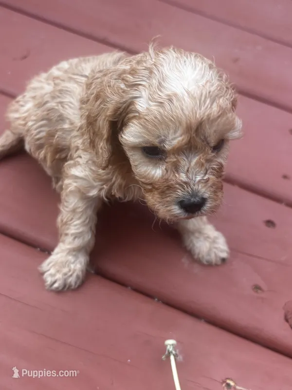 Cara – Cavapoo puppy for sale in Sedalia, MO