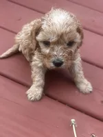 Cara, a female Cavapoo for sale in Sedalia, MO – Photo 3 of 3