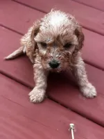Cara, a female Cavapoo for sale in Sedalia, MO – Photo 2 of 3