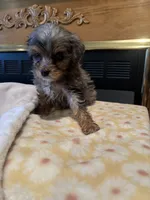 Aaron, a male Miniature Aussiedoodle for sale in Sedalia, MO – 2 of 5
