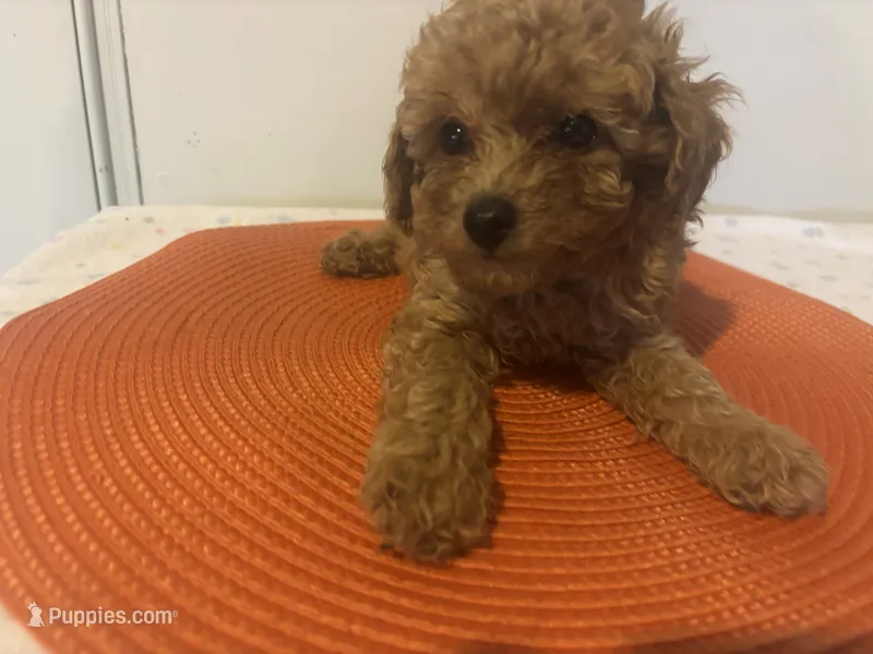 Red pepper  – Poodle - Miniature  puppy for sale in Sedalia, MO
