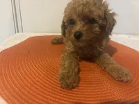 Red pepper , a male Poodle - Miniature  for sale in Sedalia, MO – 1 of 4